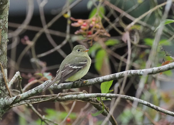 BIRKENTYRANN, YELLOW-BELLIED FLYCATCHER, EMPIDONAX FLAVIVENTRIS