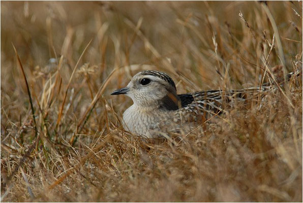 MORNELLREGENPFEIFER, DOTTEREL, CHARADRIUS MORINELLUS