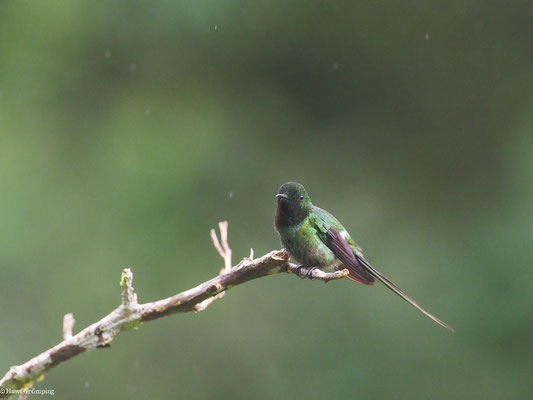 GRÜNE FADENELFE, GREEN THORNTAIL - DISCOSURA CONVERSII