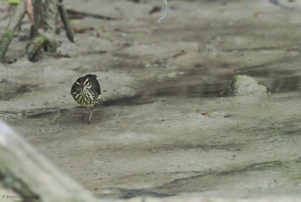 STELZENWALDSÄNGER, LOUISIANA WATERTRUSH, SEIURUS MOTACILLA