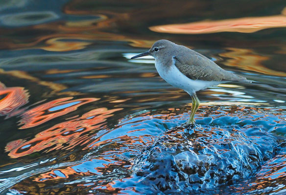 DROSSELUFERLÄUFER, SPOTTED SANDPIPER, ACTITIS MACULARIA