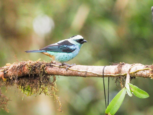 Schwarznackentangare, Metallic-green tanager - Tangara labradorides