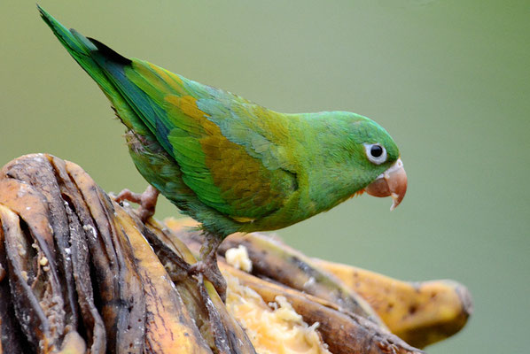 TOVISITTICH, ORANGE-CHINNED PARAKEET, BROTOGERIS JUGULARIS