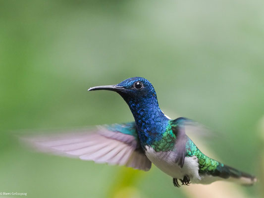 WEISSNACKENKOLIBRI, WHITE-NECKED JACOBIN - FLORISUGA MELLIVORA