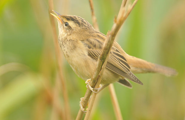 SCHILFROHRSÄNGER, SEDGE WARBLER, ACROCEPHALUS SCHOENOBAENUS