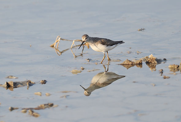 TEREKWASSERLÄUFER, TEREK SANDPIPER, XENUS CINEREUS
