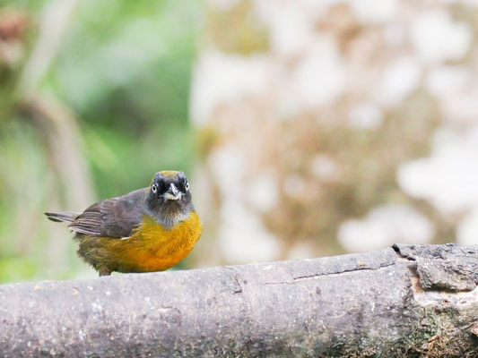 Rußgesicht-Stärlingstangare, Dusky-faced Tanager - Mitrospingus cassinii