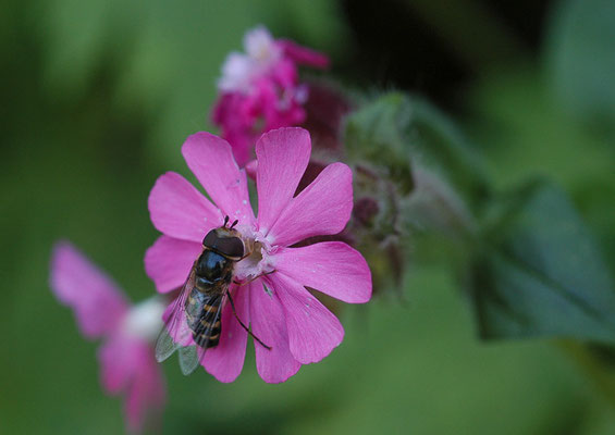 MONDFLECK-FELDSCHWEBFLIEGE, EUPEODES LUNIGER