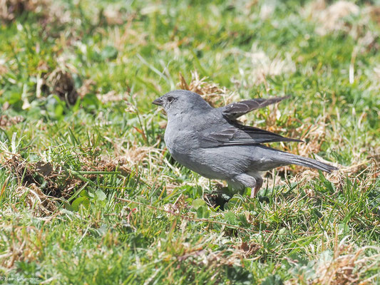 BLEIAMMER-TANGARE, PLUMBEOUS SIERRA-FINCH - PHRYGILUS UNICOLOR