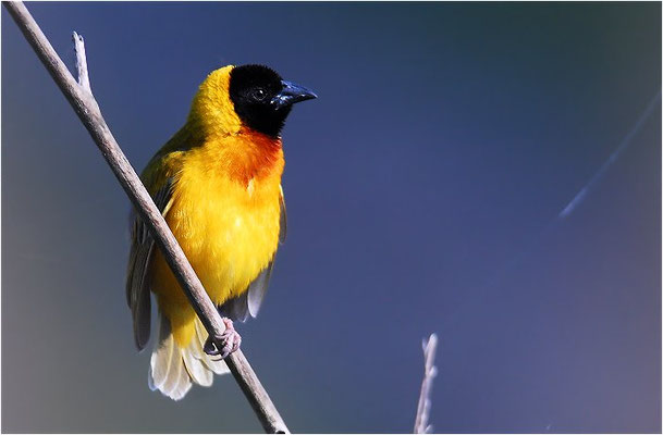 SCHWARZKOPFWEBER, BLACK-HEADED WEAVER, PLOCEUS MELANOCEPHALES