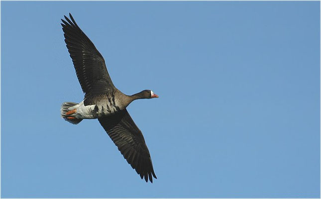 BLÄSSGANS, WHITE-FRONTED GOOSE, ANSER ALBIFRONS