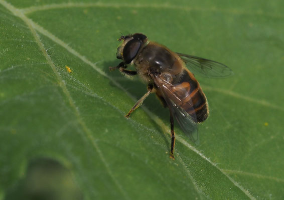 GEMEINE KEILFLECKSCHWEBFLIEGE, ERISTALIS PERTINAX