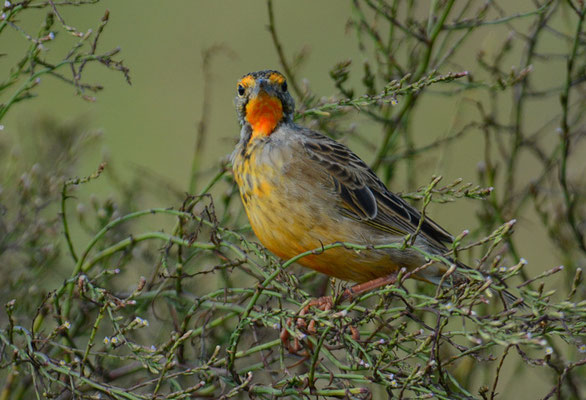 KAPPIEPER (GROSSSPORNPIEPER), CAPE LONGCLAW, MACRONYX CAPENSIS