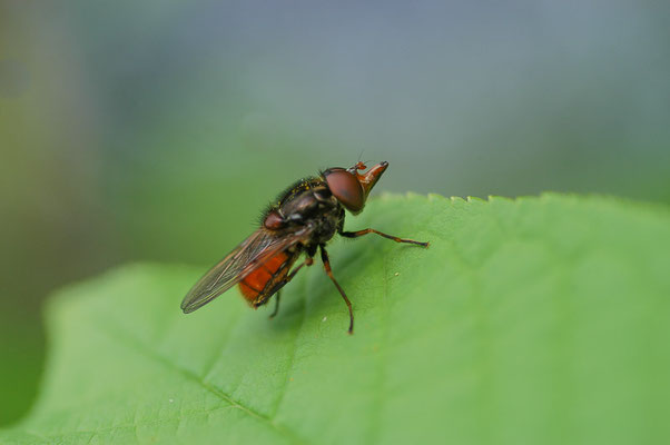 GEMEINE SCHNAUZENSCHWEBFLIEGE, RHINGIA CAMPESTRIS
