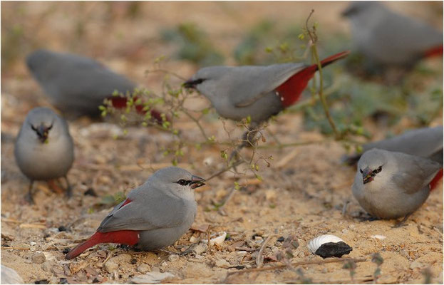 SCHÖNBÜRZELCHEN, LAVENDER WAXBILL, ESTRILDA CAERULESCENS