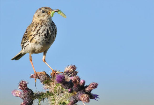 WIESENPIEPER, MEADOW PIPIT, ANTHUS PRATENSIS