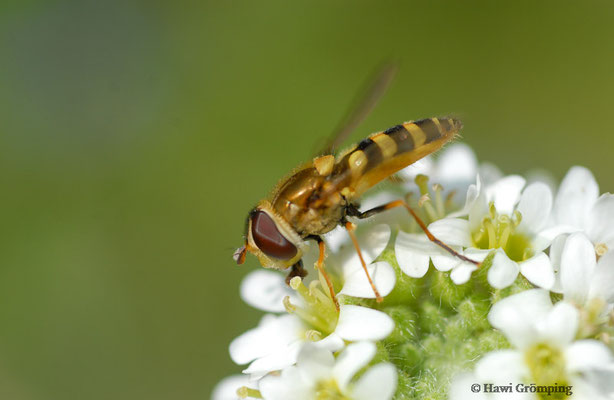 KLEINE SCHWEBFLIEGE, SYRPHUS VITRIPENNIS