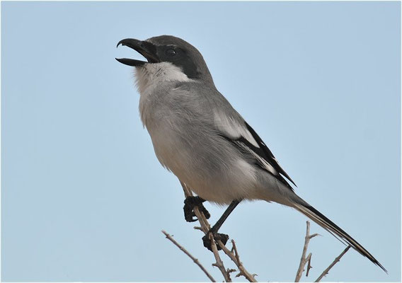 MITTELMEERRAUBWÜRGER, IBERIAN GREY SHRIKE, LANIUS MERIDIONALIS