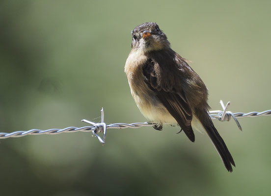 KAPUTZENTYRANN, BLACK-CAPPED FLYCATCHER, EMPIDONAX ATRICEPS