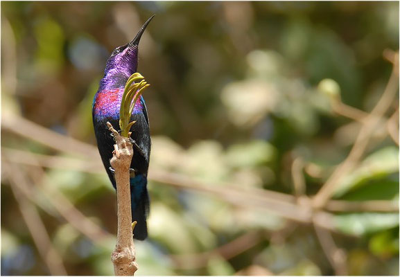 ROTBAUCH-NEKTARVOGEL, SPLENDID SUNBIRD, NECTARINIA COCCINIGASTER