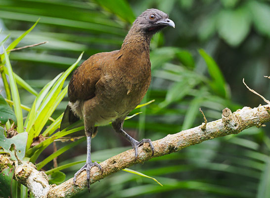 GRAUKOPFCHACHALACA, GRAY-HEADED CHACHALACA, ORTALIS CINEREICEPS
