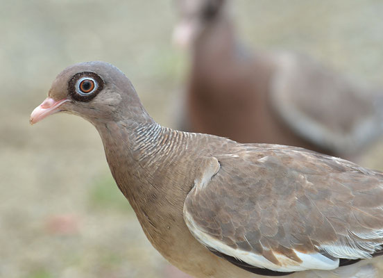 NACKTAUGENTAUBE, BARE-EYED PIGEON, PATAGIOENAS CORENSIS 