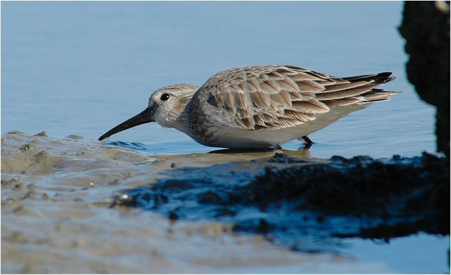 ALPENSTRANDLÄUFER, DUNLIN, CALIDRIS ALPINA