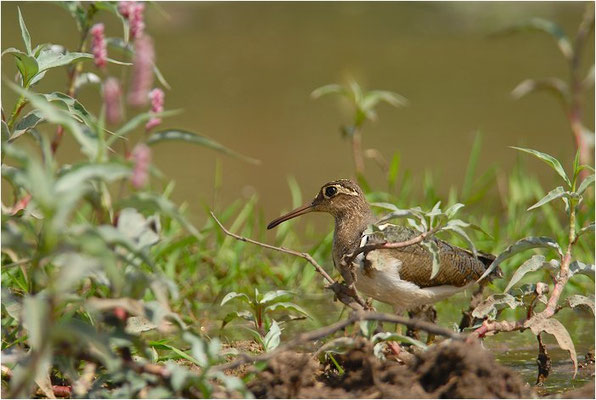 GOLDSCHNEPFE, GREATER PAINTED-SNIPE, ROSTRATULA BENGHALENSIS