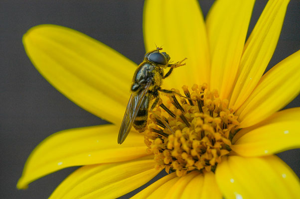 KORBBLÜTLER-ERZSCHWEBFLIEGE, CHEILOSIA CANICULARIS