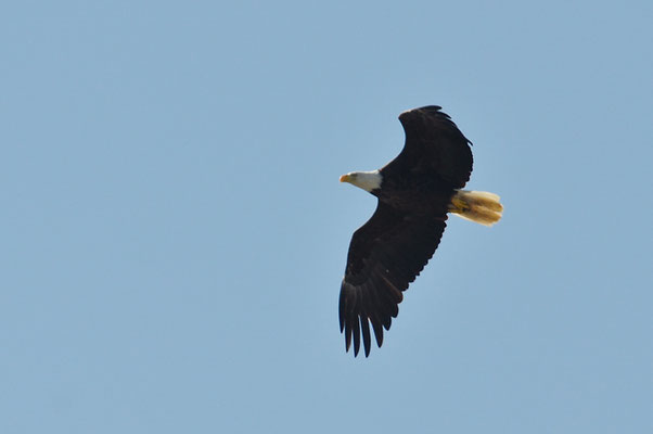 WEISSKOPFSEEADLER, BALD EAGLE,  HALIAEETUS LEUCOCEPHALUS