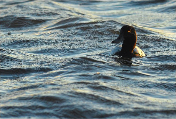 BERGENTE, SCAUP, AYTHYA MARILA