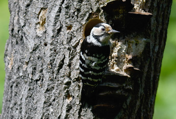 KLEINSPECHT, LESSER SPOTTED WOODPECKER, DENDROCOPOS MINOR