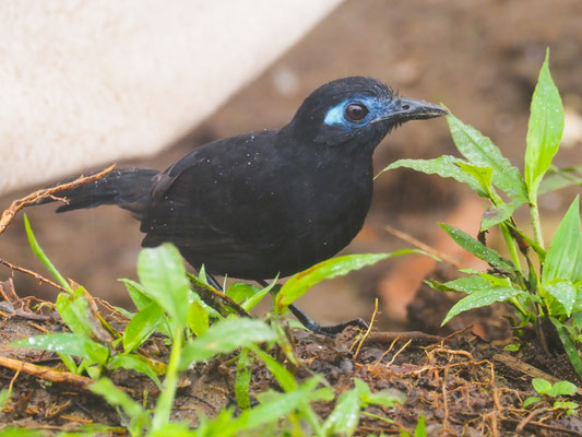 ZELEDONS AMEISENVOGEL, HAFFERIA ZELEDONI - MYRMECIZA ZELEDONI