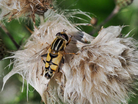 GROSSE SUMPFSCHWEBFLIEGE, HELOPHILUS TRIVITATTUS