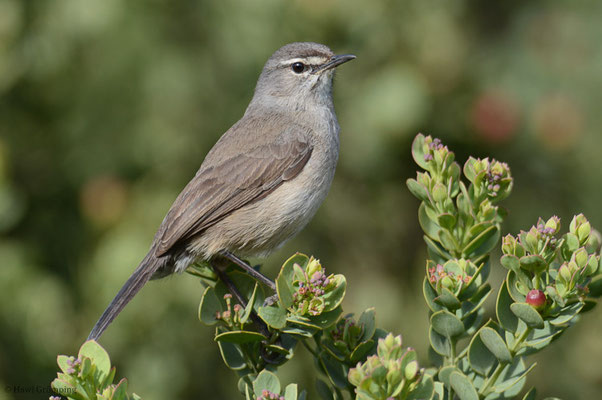 KARRUHECKENÄNGER, KAROO SCRUB ROBIN, CERCOTRICHAS CORYPHOEUS