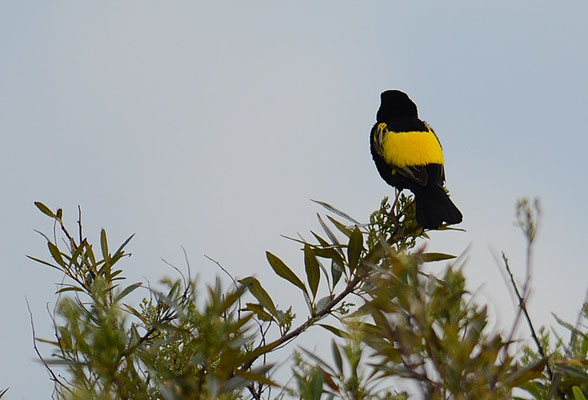 SAMTWEBER, YELLOW BISHOP, EUPLECTES CAPENSIS