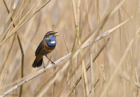 BLAUKEHLCHEN, BLUETHROAT, LUSCINIA SVECICA