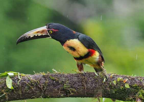 HALSBANDARASSARI, COLLARED ARACARI, PTEROGLOSSUS TORQUATUS