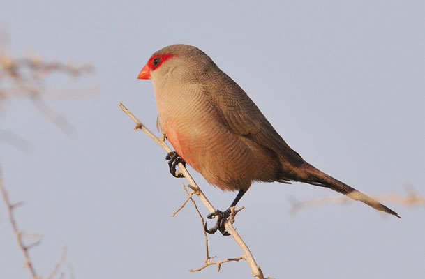 WELLENASTRILD, COMMON WAXBILL, ESTRILDA ASTRILD