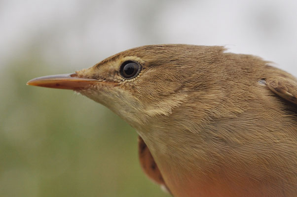 SUMPFROHRSÄNGER, MARSH WARBLER, ACROCEPHALUS PALUSTRIS