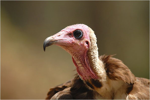 KAPPENGEIER, HOODED VULTURE, NECROSYRTES MONACHUS 