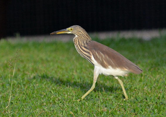 BACCHUSREIHER, CHINESE POND-HERON, ARDEOLA BACCHUS
