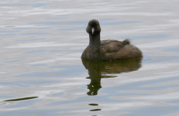 SCHWARZKOPFTAUCHER, LEAST GREBE, TACHYBAPTUS DOMINICUS