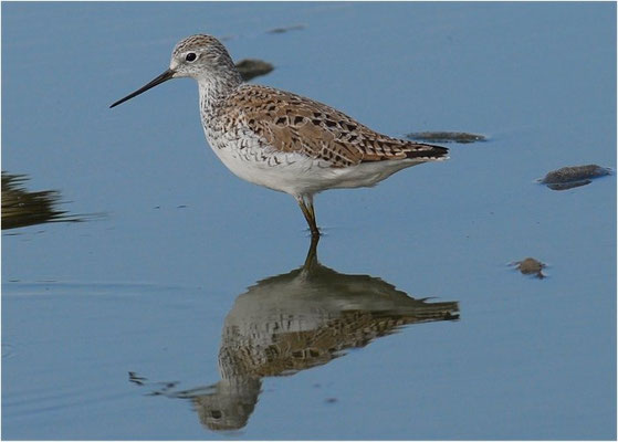 TEICHWASSERLÄUFER, MARSH SANDPIPER, TRINGA STAGNATILIS
