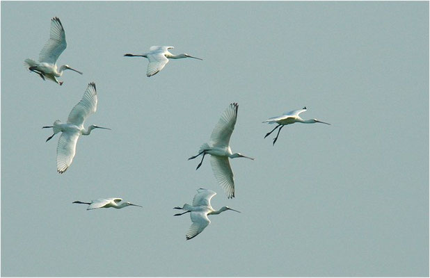 LÖFFLER, SPOONBILL, PLATALEA LEUCORODIA