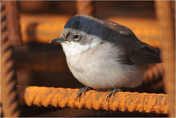 KLAPPERGRASMÜCKE, LESSER WHITETHROAT, SYLVIA CURRUCA