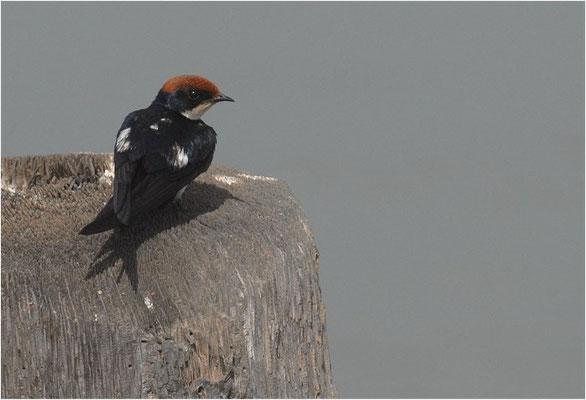 ROTKAPPENSCHWALBE, WIRE-TAILED SWALLOW, HIRUNDO SMITHII