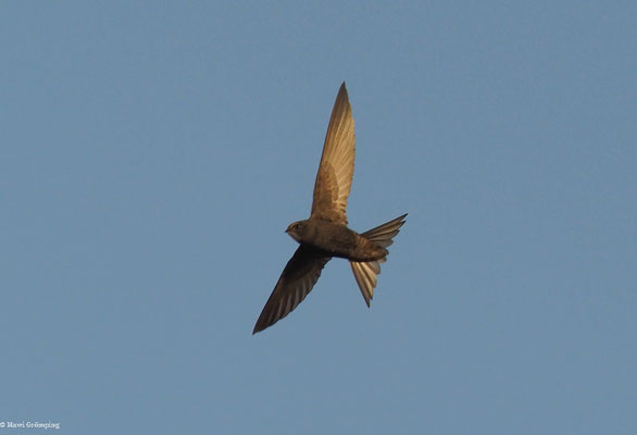 MAUERSEGLER, SWIFT, APUS APUS
