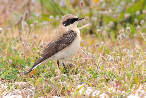 BALKANSTEINSCHMÄTZER, EASTERN BLACK-EARED WHEATEAR, OENANTHE MELANOLEUCA