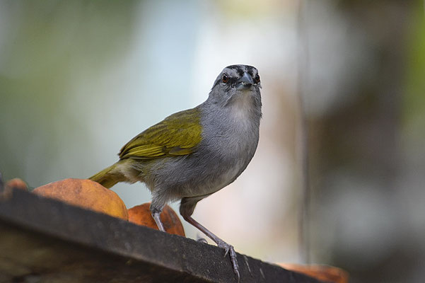 PANAMAAMMER, BLACK-STRIPED SPARROW, ARREMONOPS CONIROSTRIS